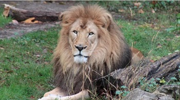 John Ball Zoo to host lion conservation event to coincide with "The Lion King"